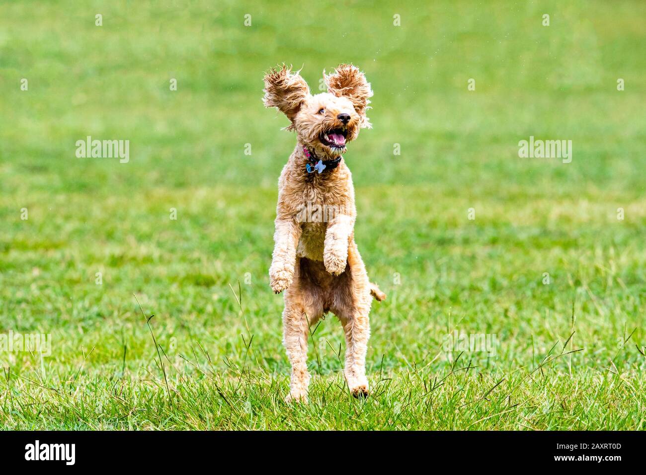 Ein Spoodle-Hund jagt einen Ball in einem australischen Park Stockfoto