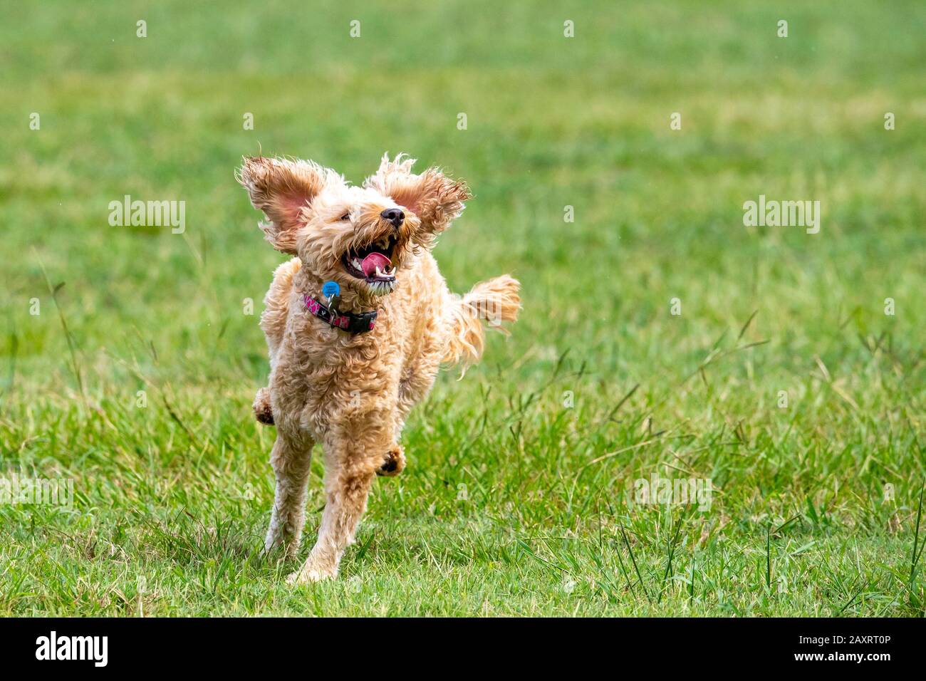 Ein Spoodle-Hund jagt einen Ball in einem australischen Park Stockfoto