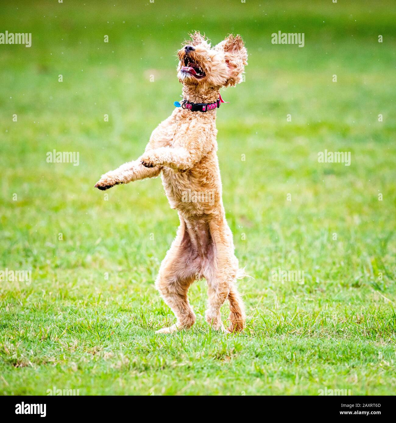 Ein Spoodle-Hund jagt einen Ball in einem australischen Park Stockfoto