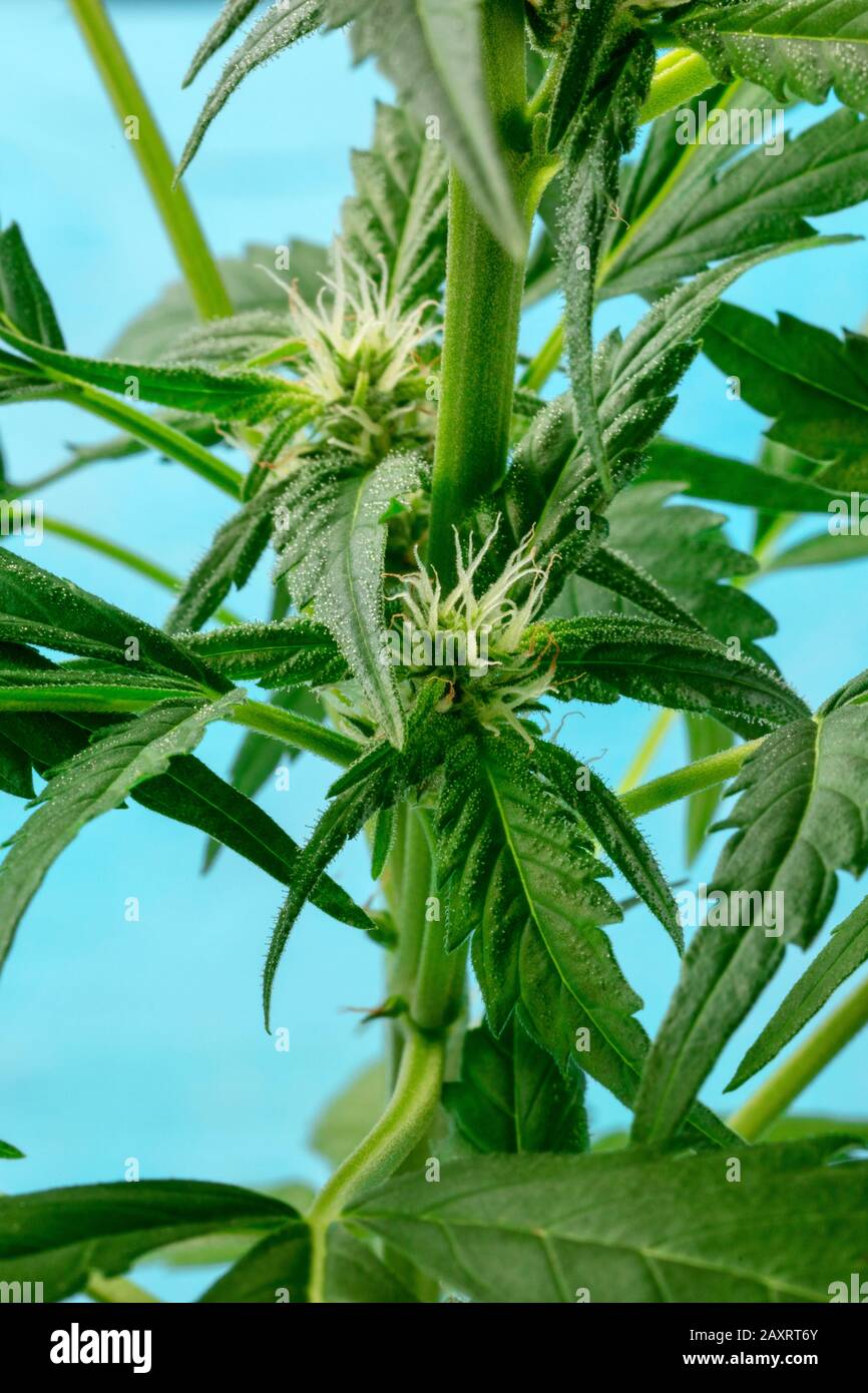 Cannabispflanze, fast bereit für die Ernte, mit weißen Stigmen und Trichomen, die anfangen zu erscheinen, frisches Marihuana Stockfoto