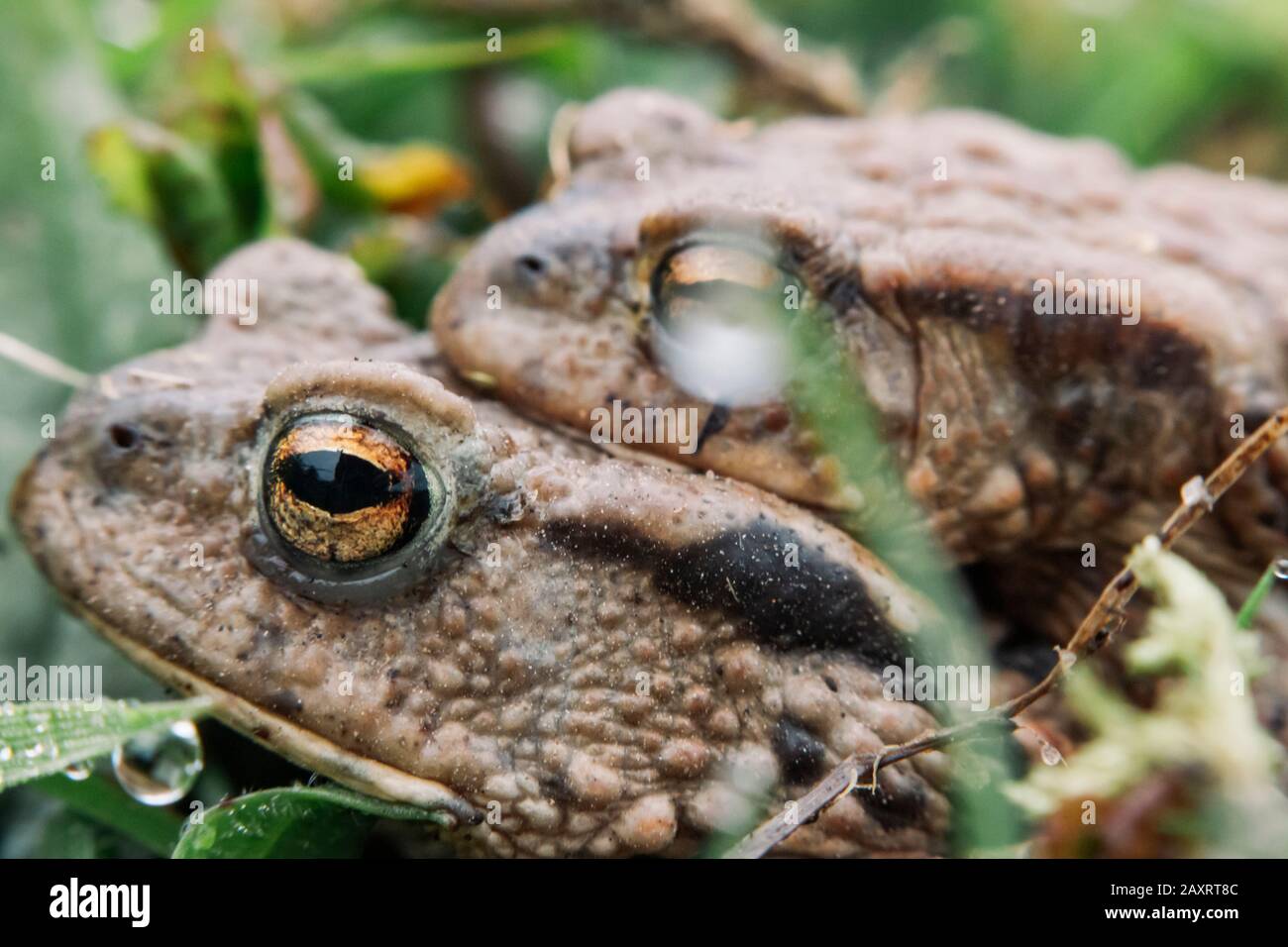 Zwei Kröten bei der Paarung, Bufonidas, nahe beieinander Stockfoto