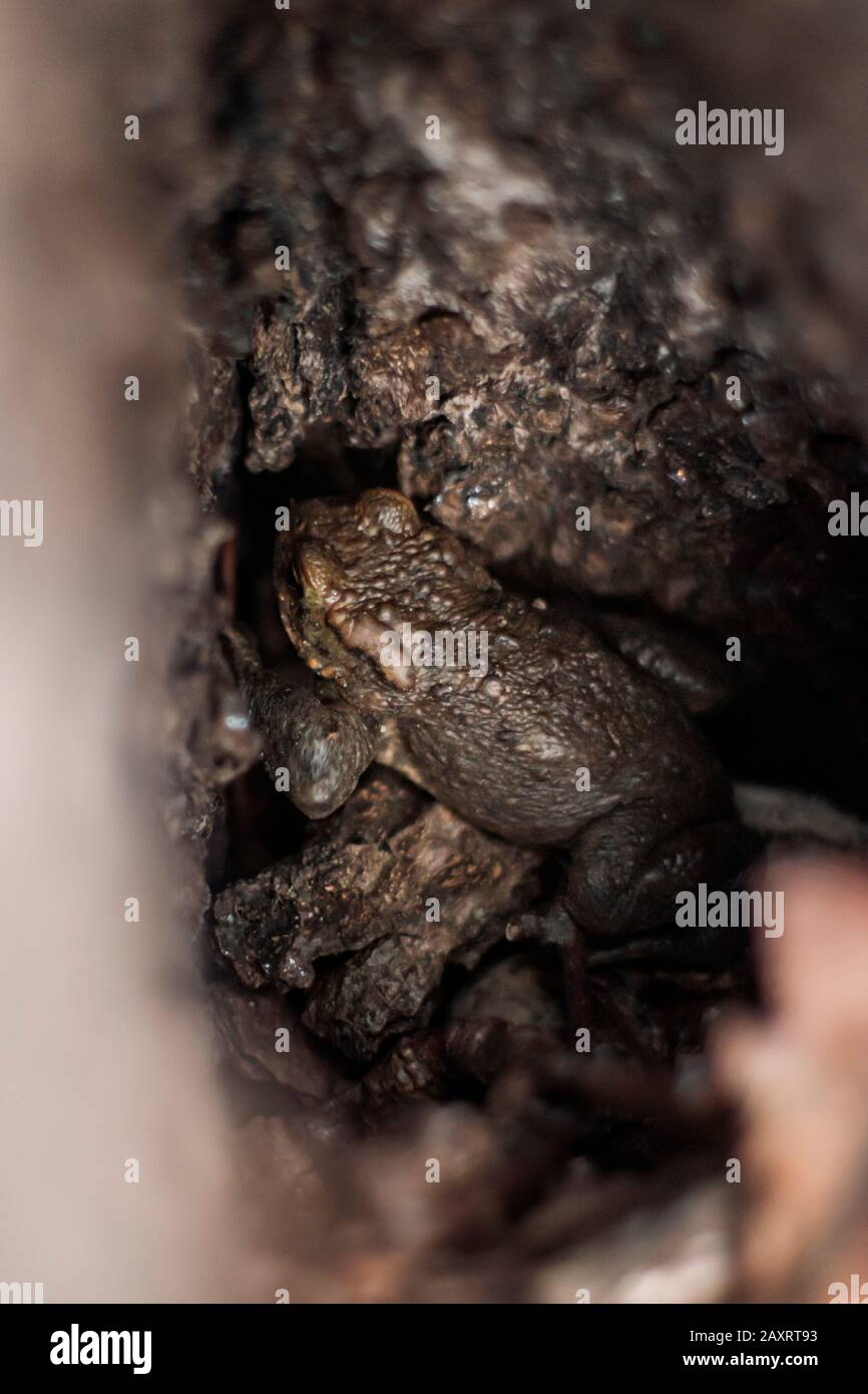 Kröte, Bufonidas, nah oben, auf Baumstamm Stockfoto