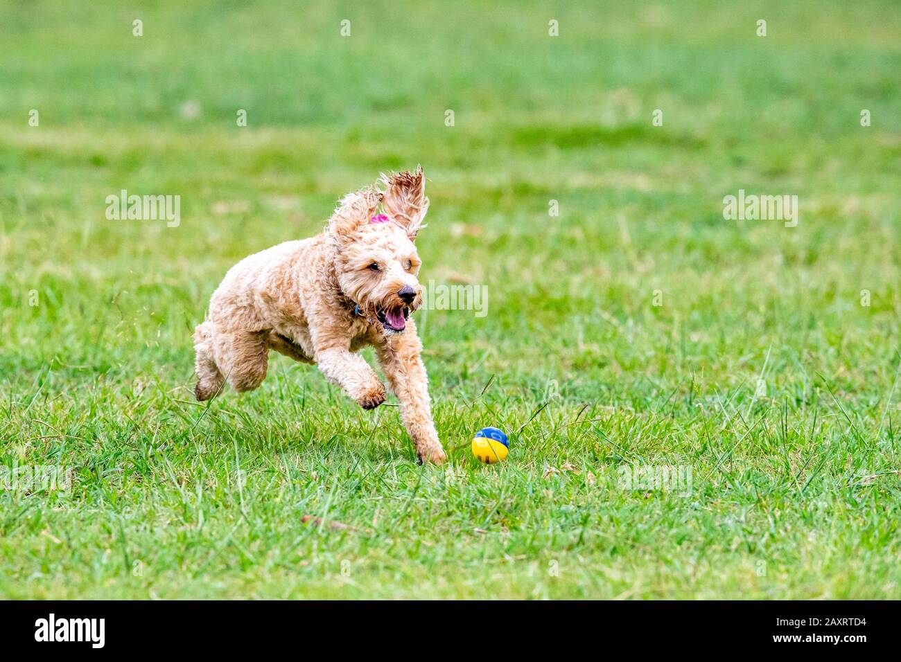 Ein Spoodle-Hund jagt einen Ball in einem australischen Park Stockfoto