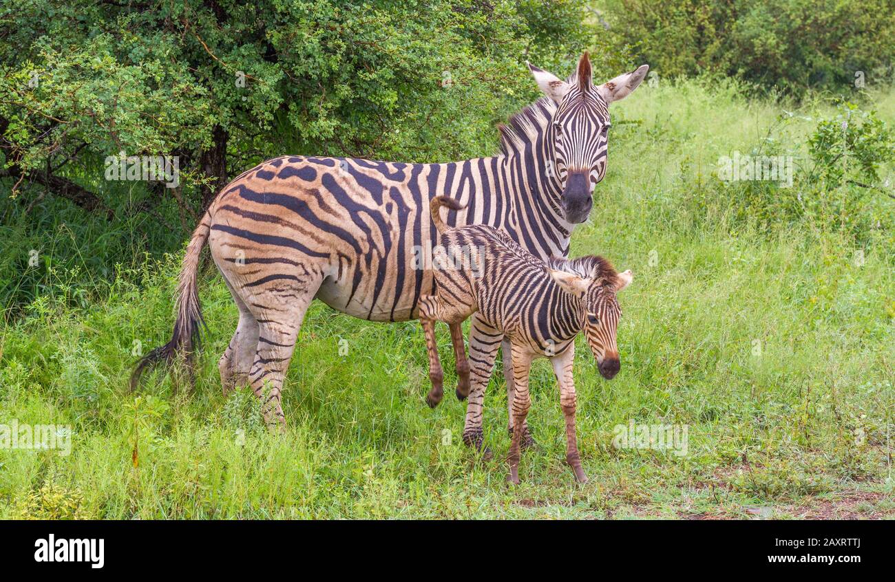 Burchells Zebrastute- und Fohleninteraktion wurde im wilden Bild horizontal isoliert Stockfoto