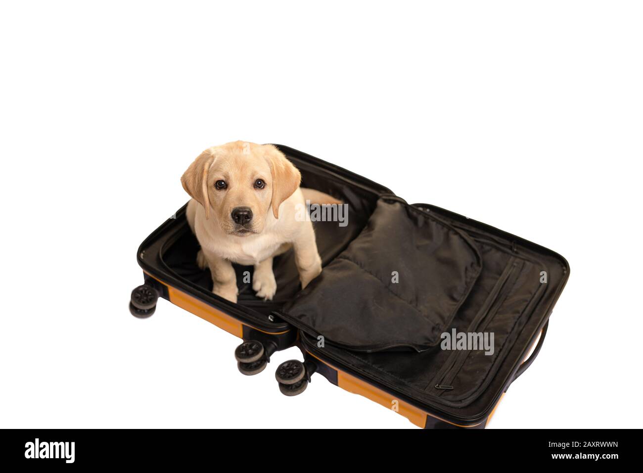 Lustiger Hundetourist im Koffer isoliert auf Weiß. Reisezeit: Mit einem Tier reisen. Stockfoto