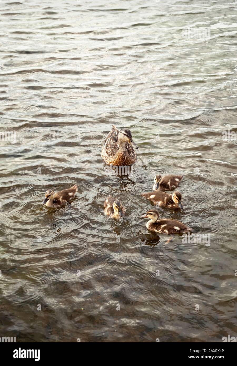 See, Entenfamilie Stockfoto