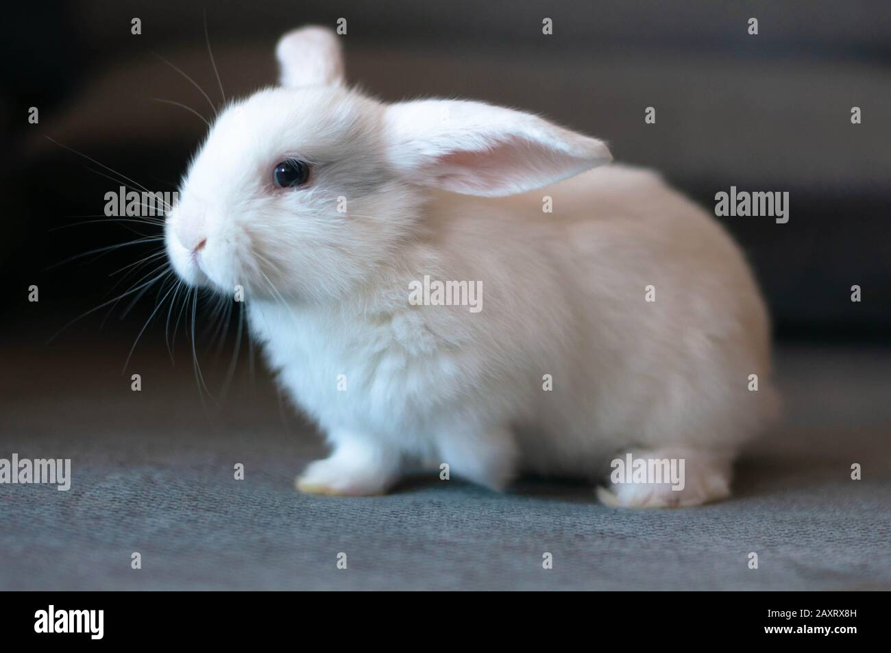 Ein kleines weißes Kaninchen sitzt auf einem schwarzen Teppich Stockfoto