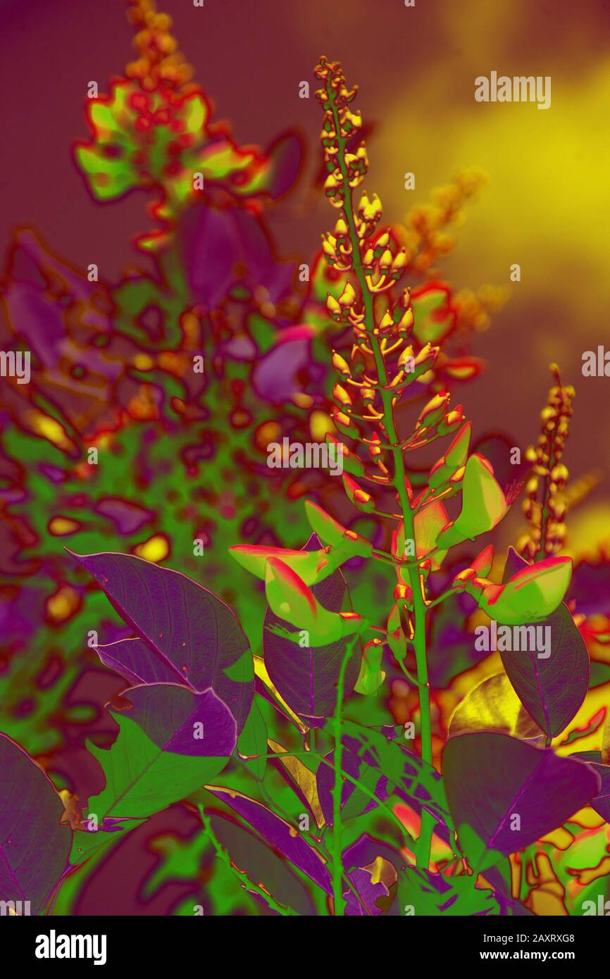 Abstraktes Foto einer Pflanze, in Affinity Foto verarbeitet Stockfoto