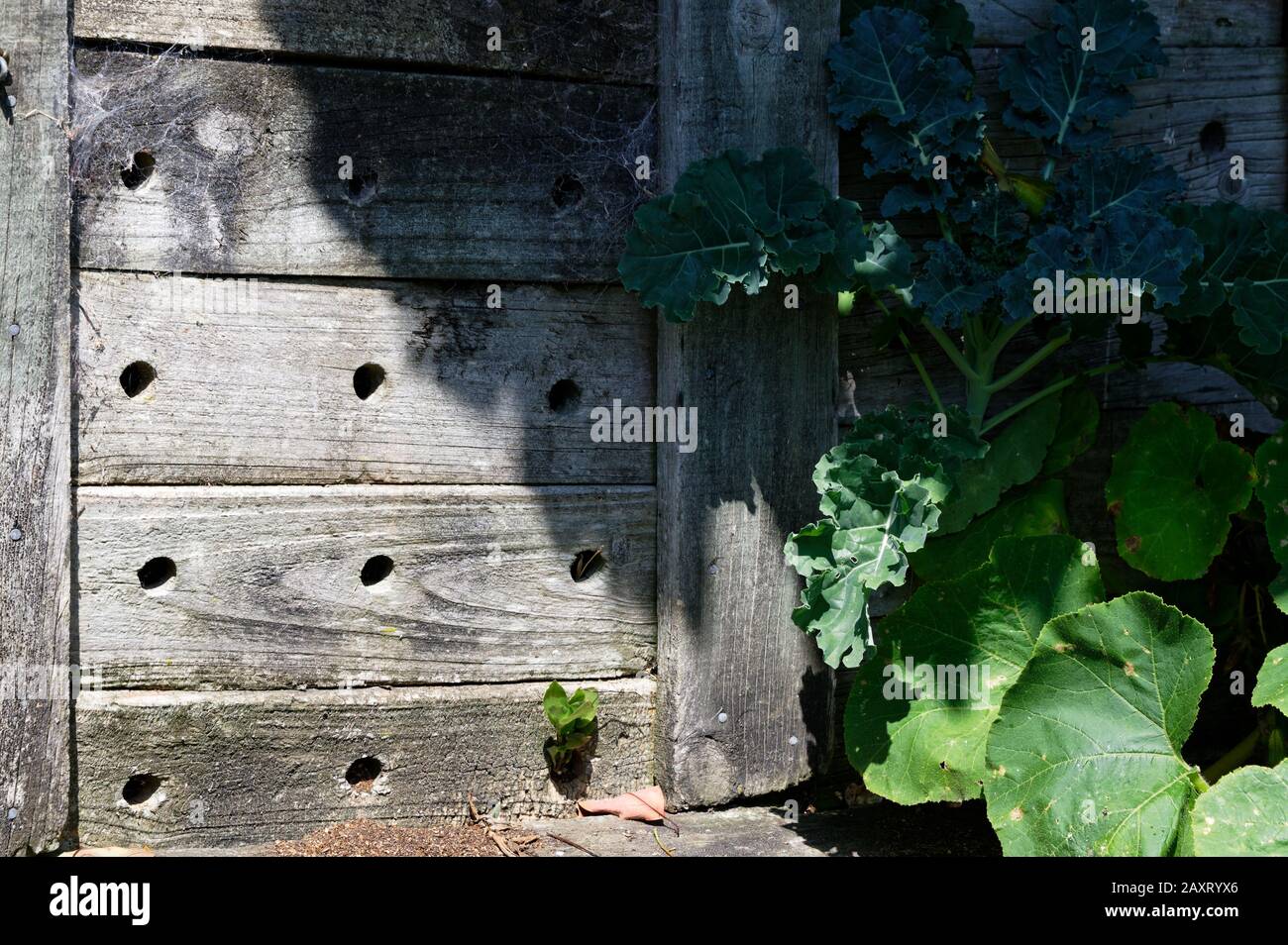 Lüftungslöcher werden in die Seite des Holzkompostierbehälters gebohrt, um die grüne Materie zu zerbrechen, damit sie in den Garten zurückgebracht werden kann Stockfoto