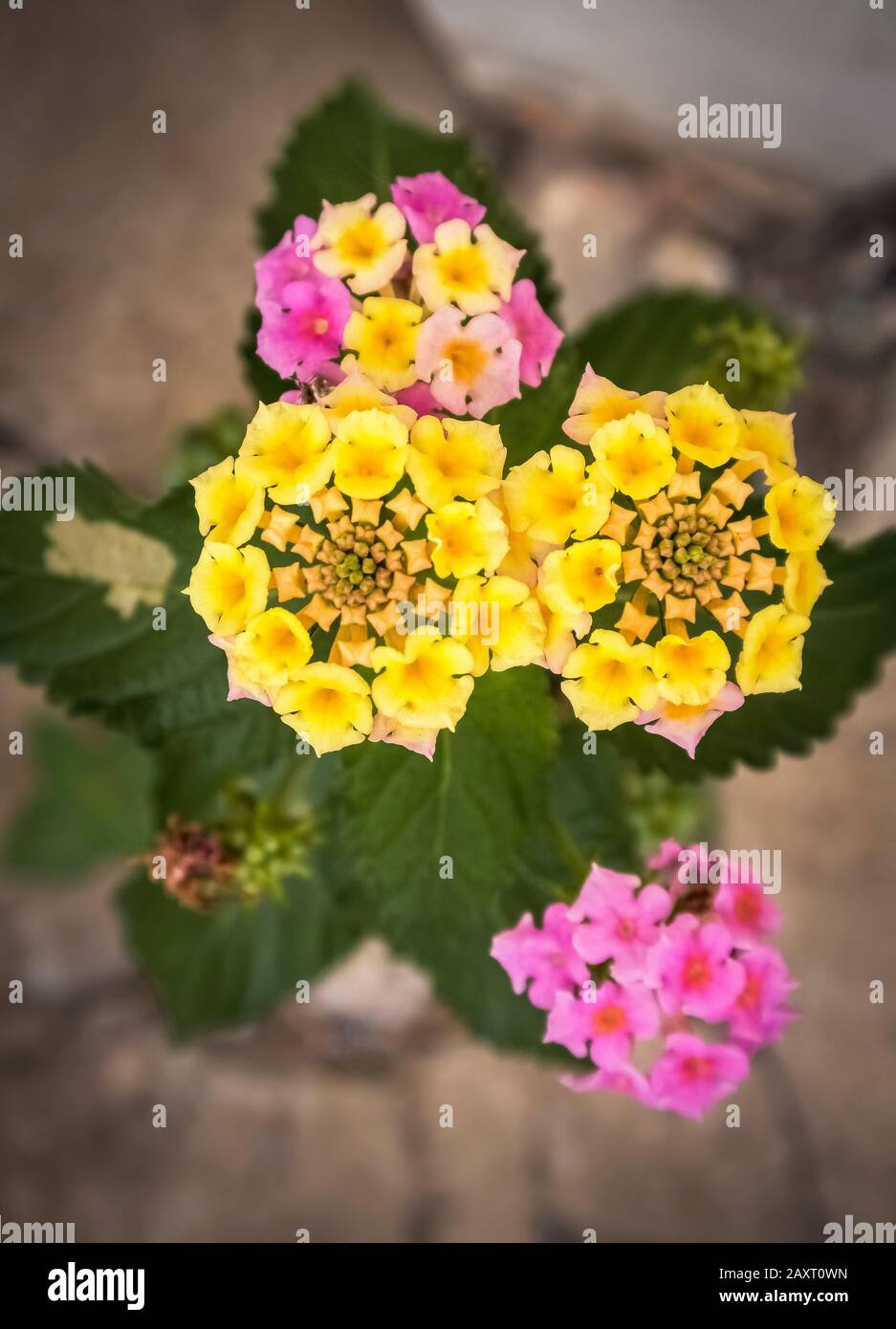 Blühende Lantana im Herbst in Narbonne. Stockfoto