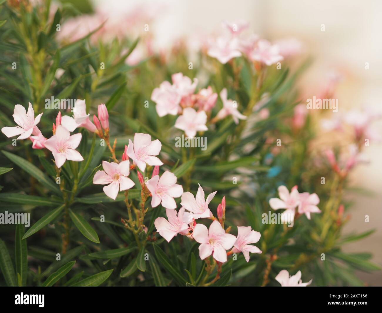 Süßer Oleander, Rose Bay, Nerium indikum Mill Name Rosa Blume blüht im Garten auf unscharfen Naturhintergrund Stockfoto