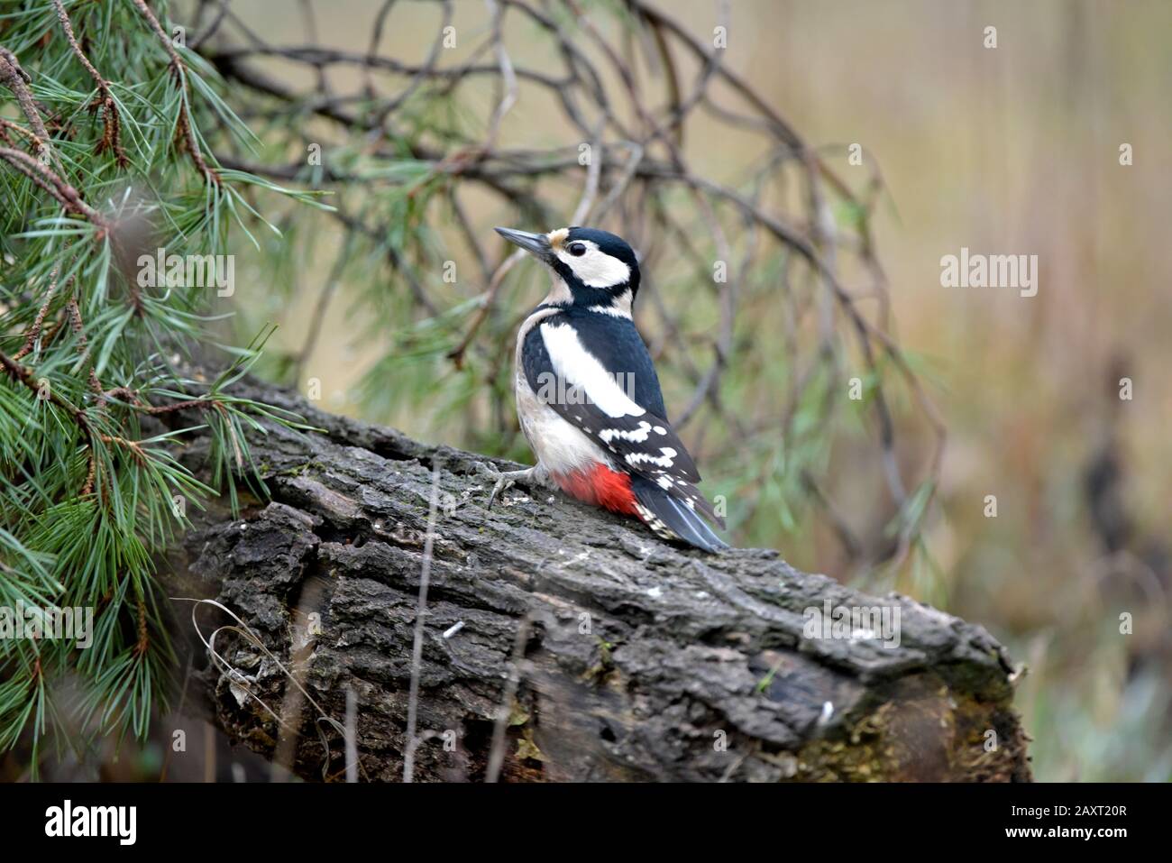 Großartiger Specht im Wald Stockfoto