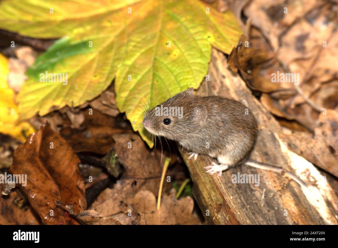 Bank vole sucht Lebensmittel im Wald Stockfoto