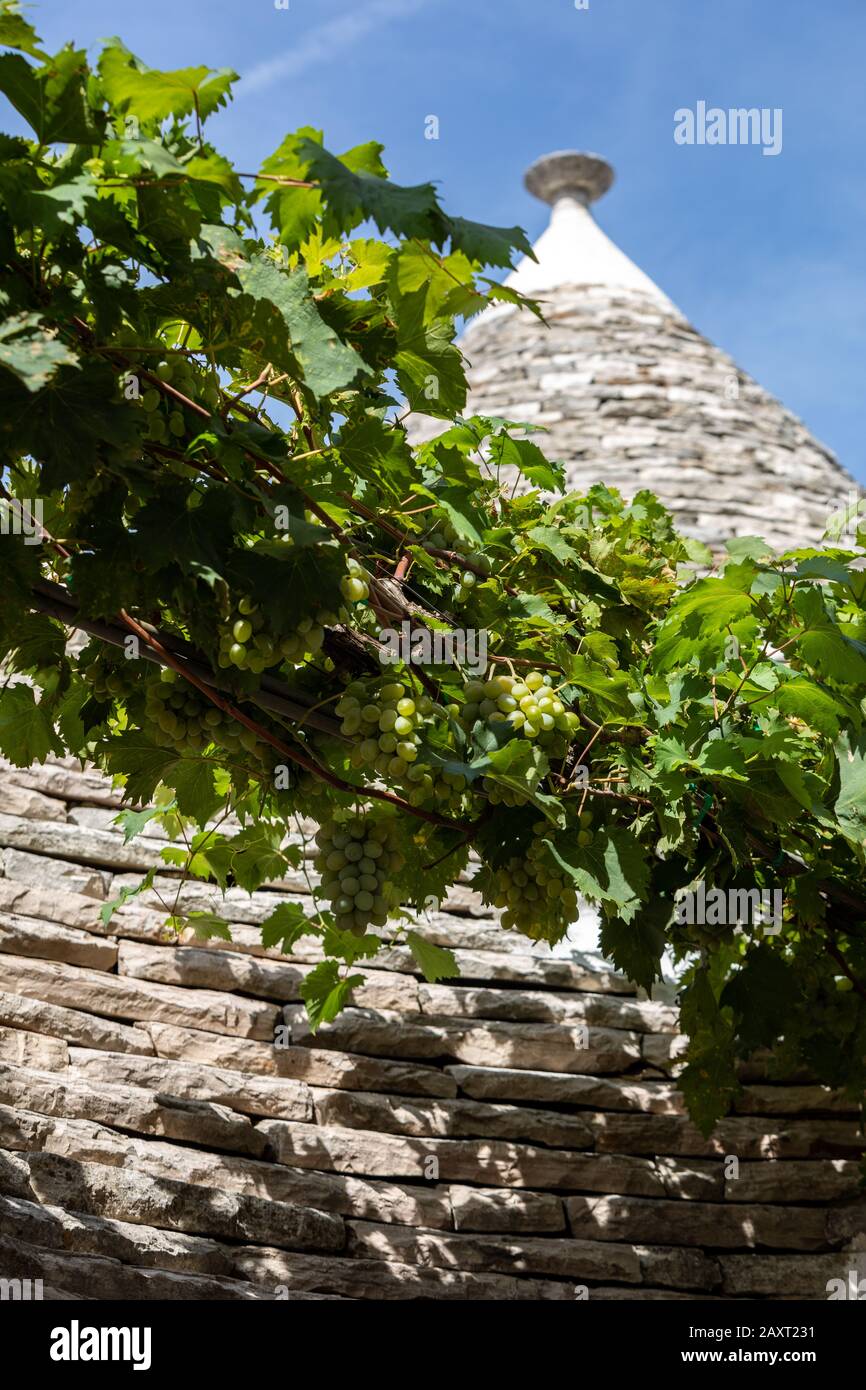 Weinreben auf dem Stein Dach von Trulli in Alberobello, Italien. Der Baustil ist spezifisch für die murge Bereich der italienischen Region ein Stockfoto
