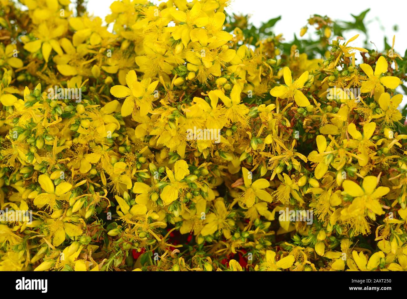 Gemeine St. Johnswort-Blume ( tutsan ) isoliert auf weißem Hintergrund. Kantarion. Stockfoto