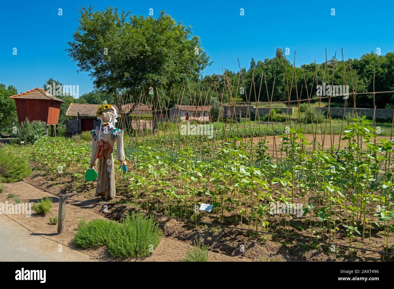 Scarecrow bewacht den Gemüsegarten der Farm Santo Tusso im biologischen Park von Gaia, Portugal. Stockfoto