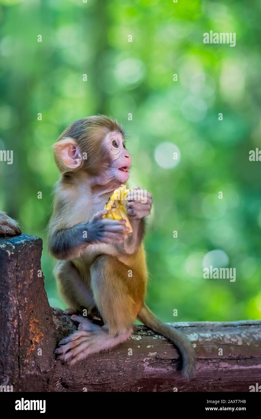 Süßer kleiner Affe, der Obst zum Essen hält, Cent Mile Gallery Monkey Forest, Zhangjiajie National Park, China Stockfoto