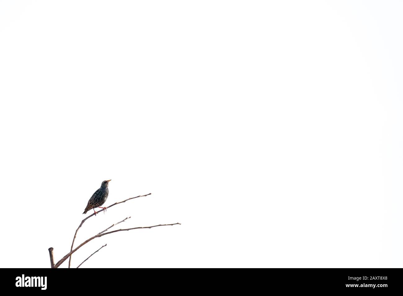 Starling über dem kleinen Ast auf dem Baum Stockfoto