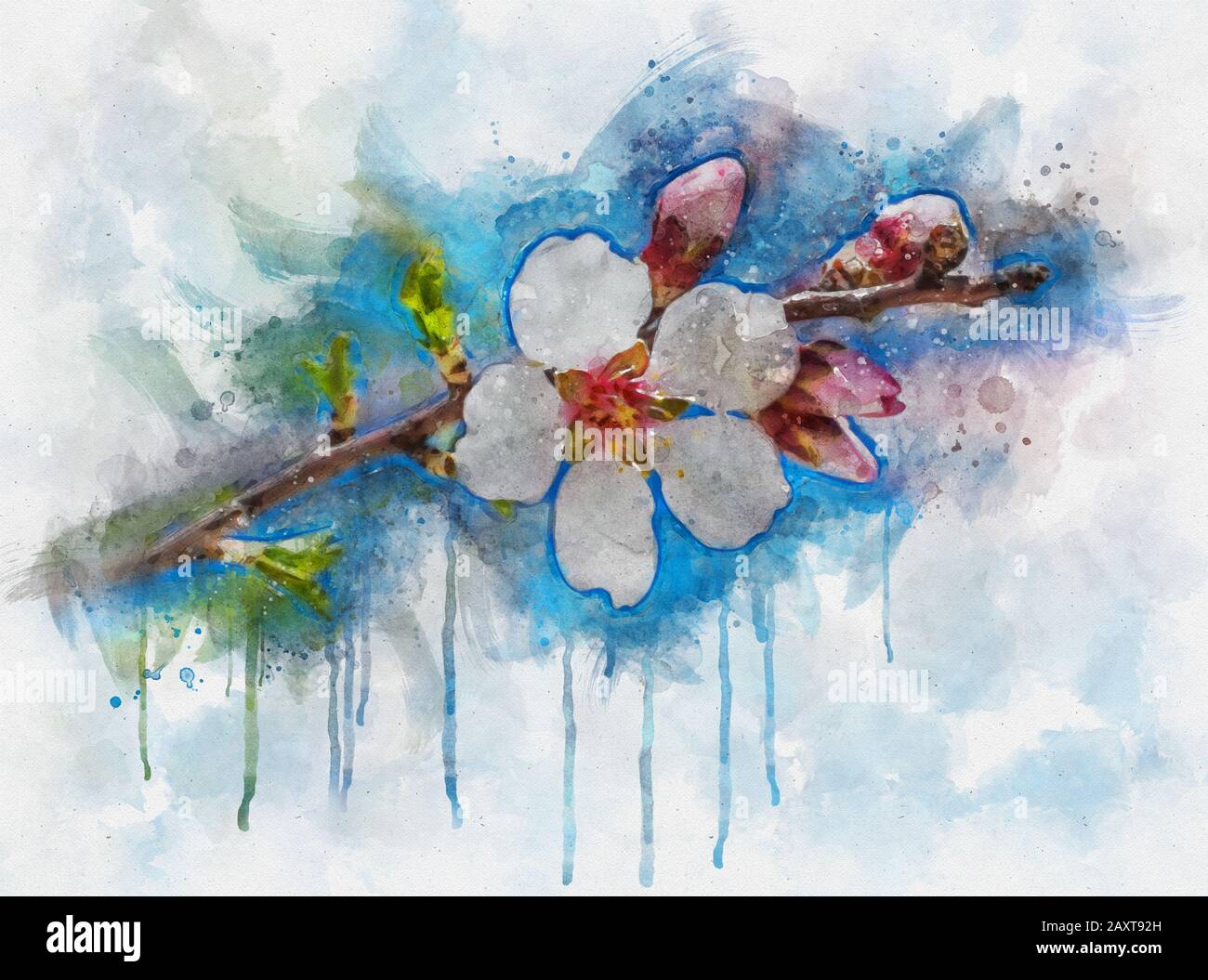 Aquarelldarstellung einer schönen Kirschblüte Sakura im Frühling über blauem Himmel Stockfoto
