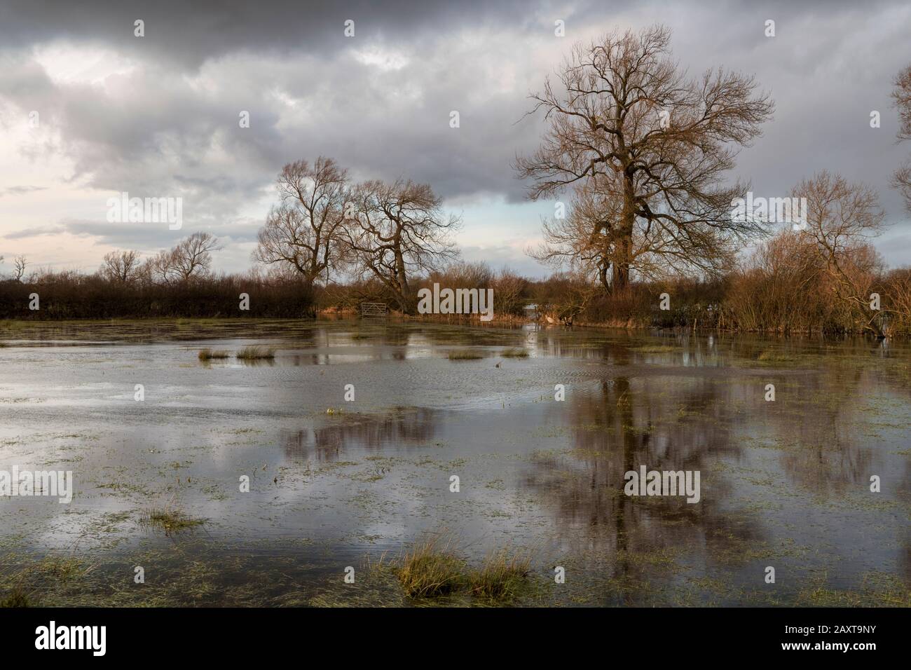 Überflutete Felder in der Nähe der Themse und des Themse-Pfades in der Nähe der Stadt Cricklade in Wiltshire Stockfoto