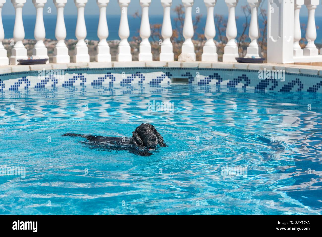 Cocker Spaniel Hund Englisch Schwimmen im Pool Stockfoto