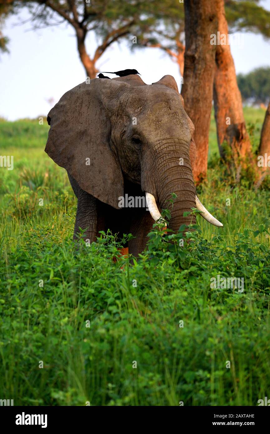 Nahaufnahme des Kopfes eines riesigen Elefanten im Murchinson Falls National Park Stockfoto