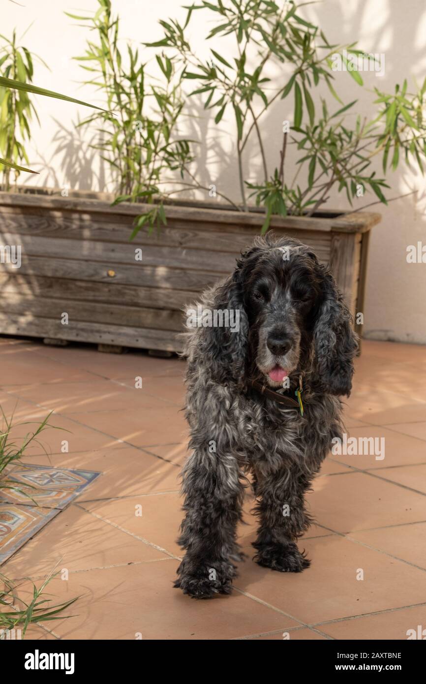 Porträt des elfjährigen englischen Cockerspanielhundes Stockfoto