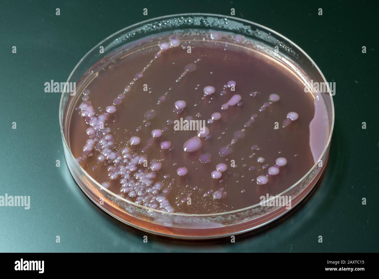 Bakterienkolonien auf der mittleren Petrischildplatte mit MacConkey Agar Stockfoto