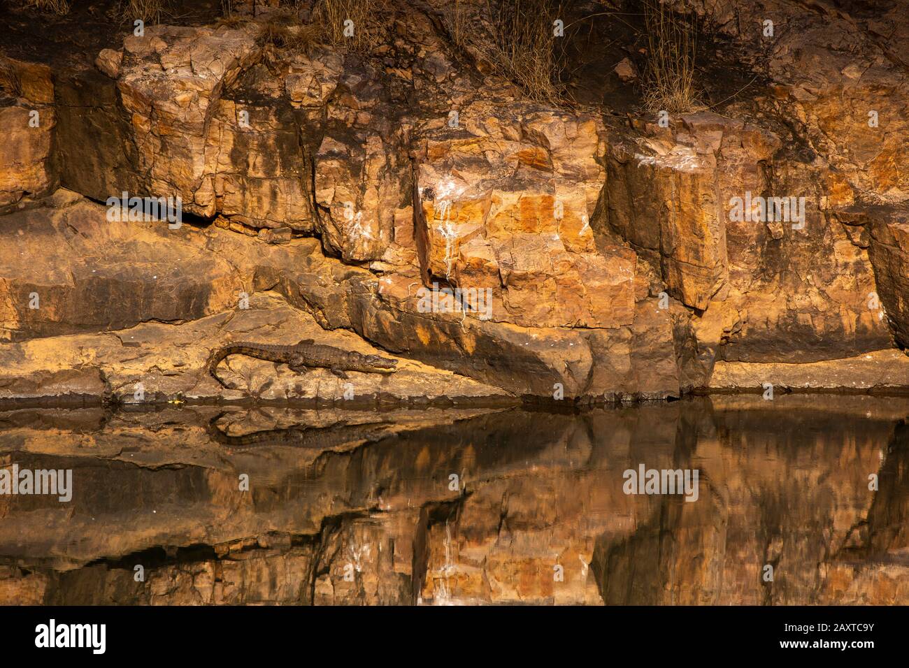 Indien, Rajasthan, Ranthambhore, Nationalpark, Zone 1, Juvenile Mugger-Krokodil in der Sonne Stockfoto