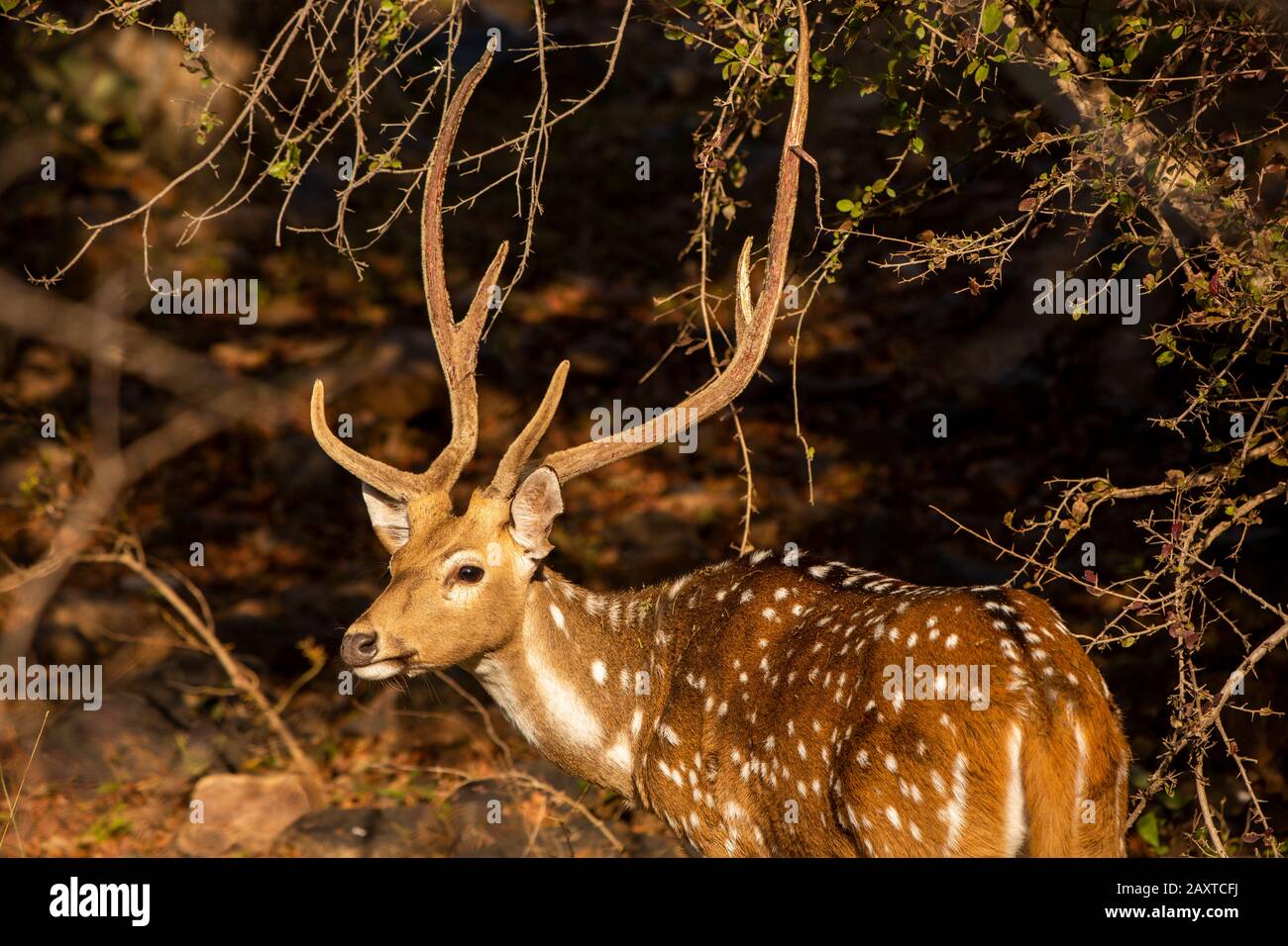 Indien, Rajasthan, Ranthambhore, Nationalpark, Zone 1, männliches Chital, Achsenachse auch bekannt als gefleckter Hirsch Stockfoto