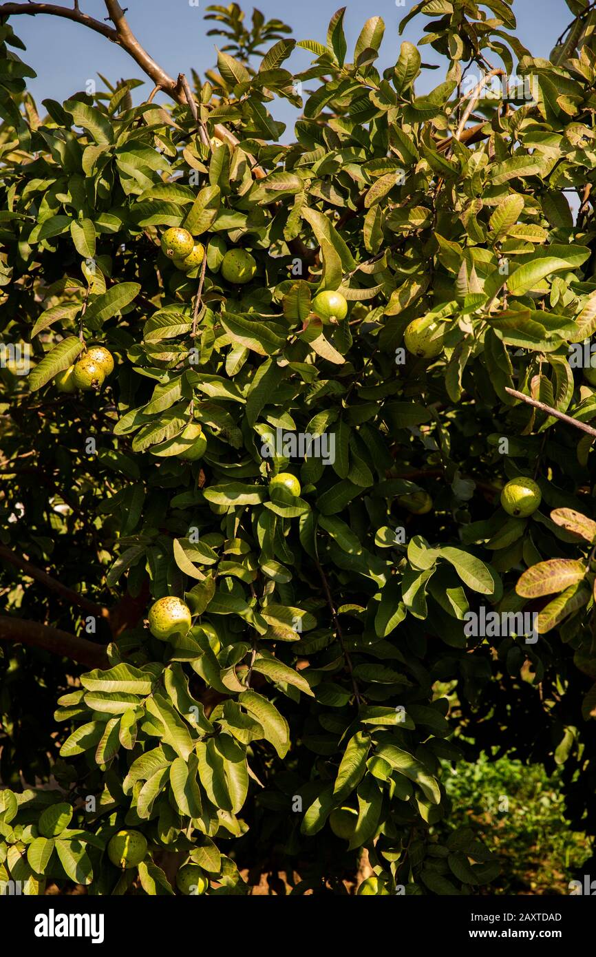 Indien, Rajasthan, Ranthambhore, Khilchipur, Landwirtschaft, reifes Guava Psidium guajava auf Baum, der auf Ernte wartet Stockfoto
