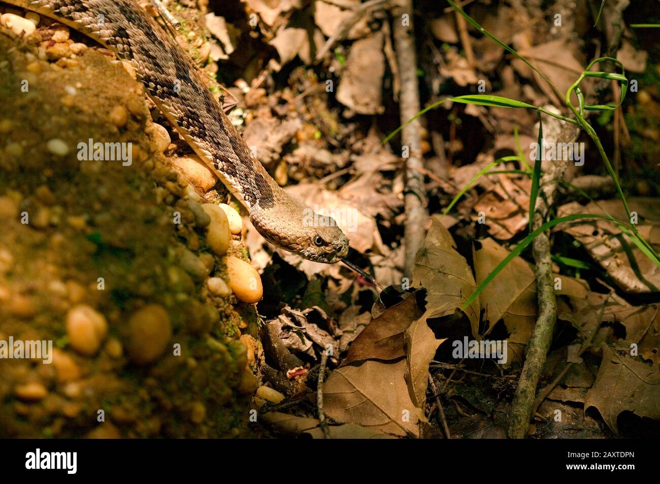 Ein Holzrattlesnake, Crotalus horridus, der die Schotterbank hinuntergeht, zum Wasser des Bassett Creek, im Clark County, Alabama. Stockfoto