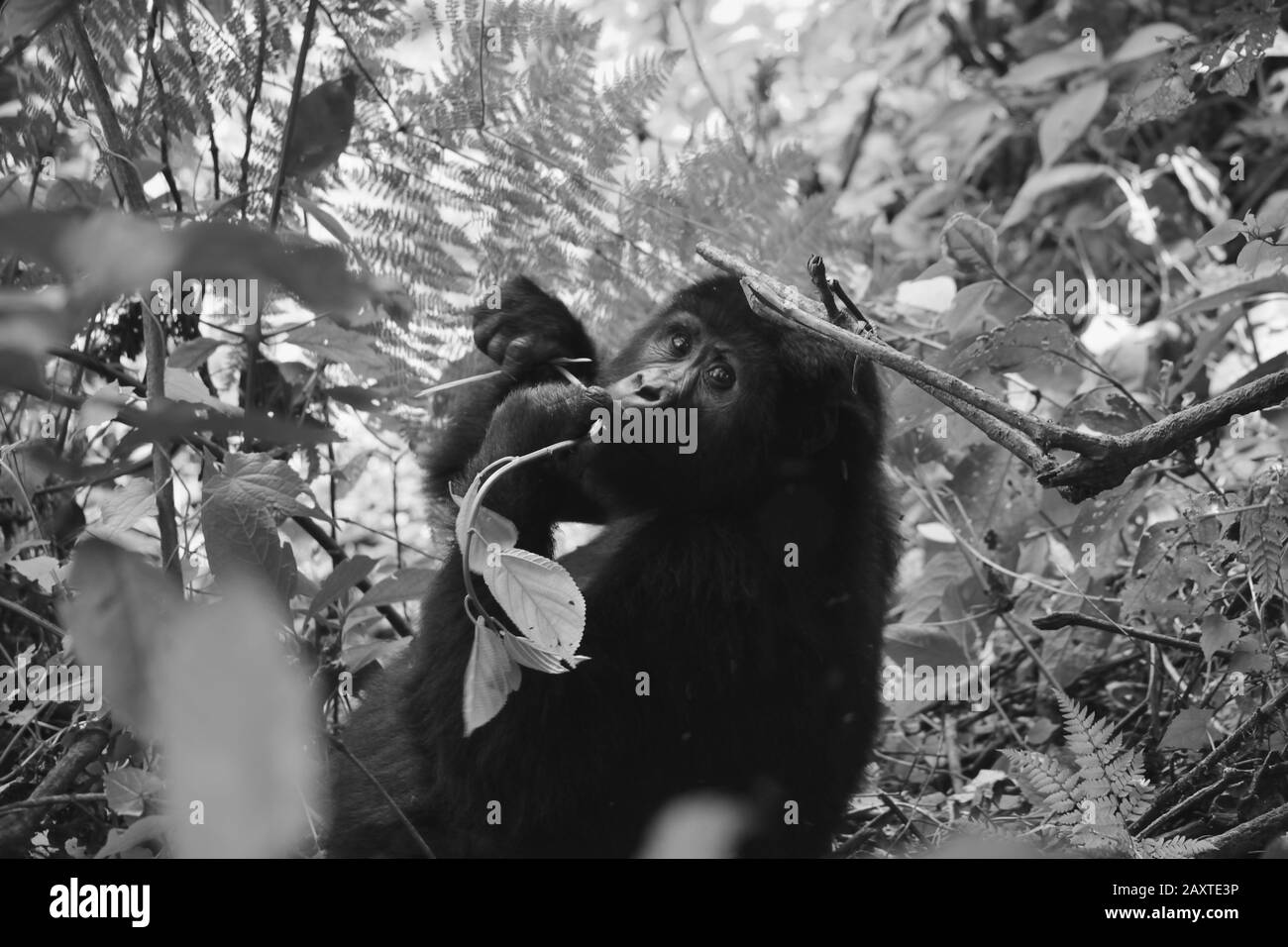 Nahaufnahme eines Berggorilla-Weibchens, das Blattwerk im Undurchdringlichen Wald von Bwindi isst Stockfoto