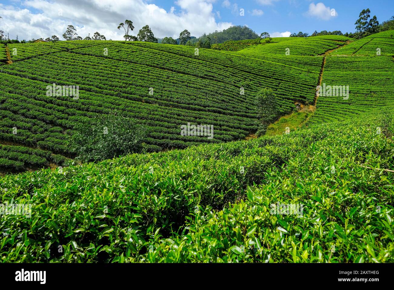 Teeplantage in Sri Lanka. Stockfoto