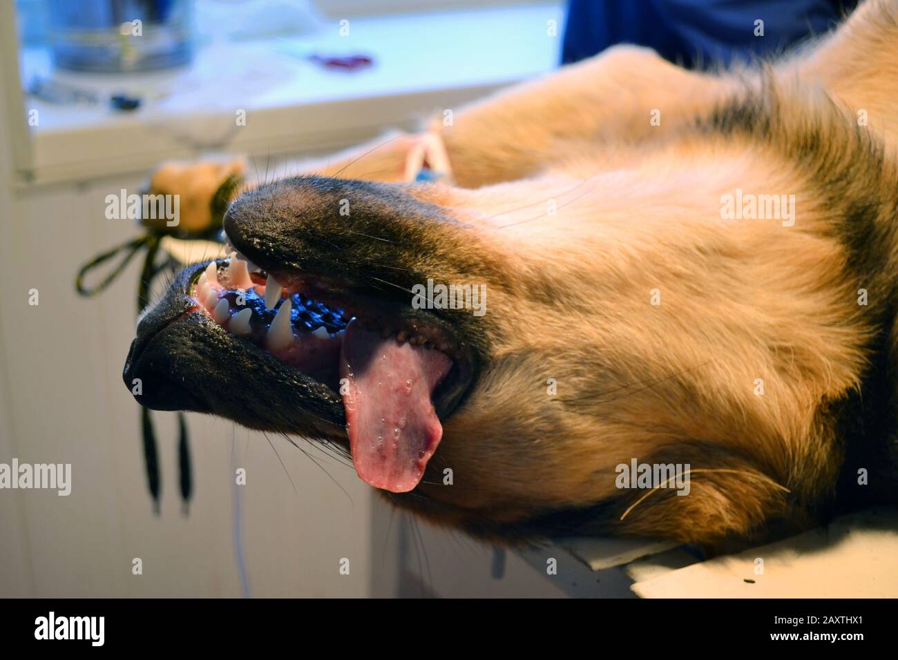 Hund liegt auf dem Operationstisch mit der Zunge, die unter der Nahaufnahme der Anästhesie heraushängt Stockfoto