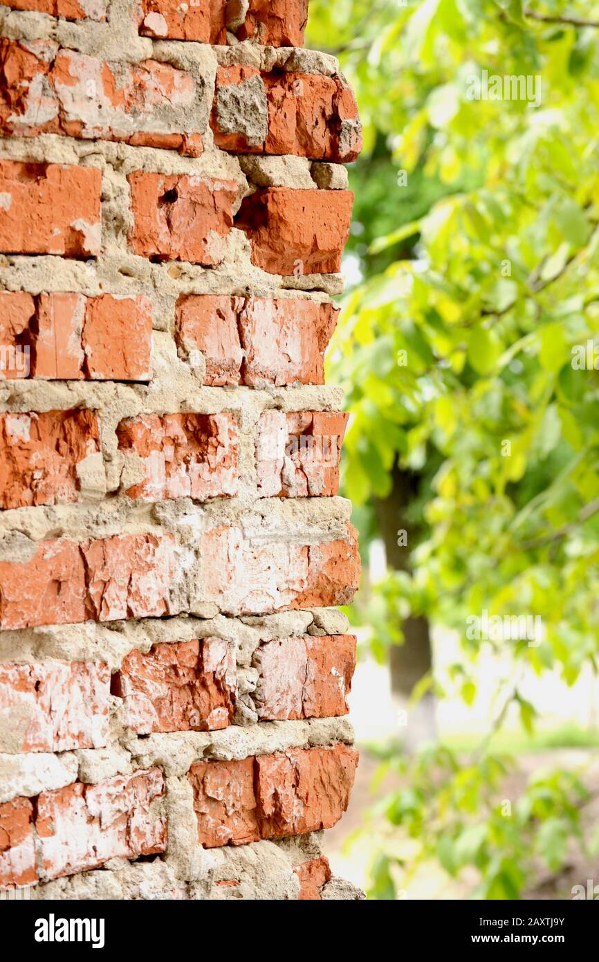 Vertikale Mauer aus Backstein, halb verschwommene grüne Blätter Stockfoto