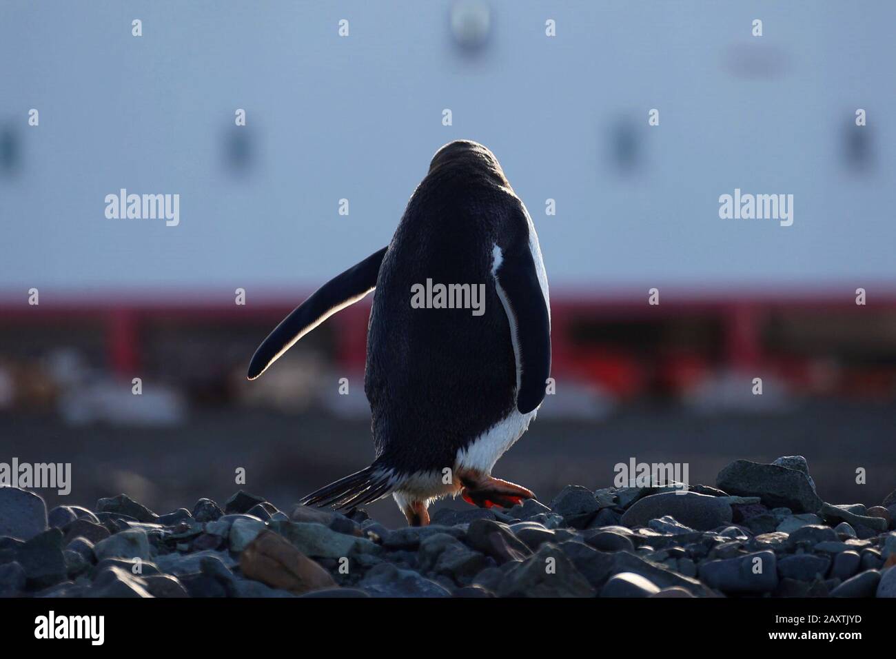 Die Great Wall Station. Februar 2020. In der Nähe der Station Great Wall in der Antarktis, 10. Februar 2020, ist ein Pinguin zu sehen. Mitglieder der 36. Chinesischen Antarktisexpedition an Bord des chinesischen Eisbrechers Xuelong 2 oder Snow Dragon 2 begannen kürzlich mit dem Entladen von Verbrauchsmaterial an der Station Great Wall. Die 1985 erbaute Station Great Wall ist Chinas erster Forschungsstützpunkt auf dem Kontinent. Es liegt in der Nähe eines Naturschutzgebietes, in dem häufig Pinguingruppen und Robben zu sehen sind. Kredit: Liu Shipping/Xinhua/Alamy Live News Stockfoto