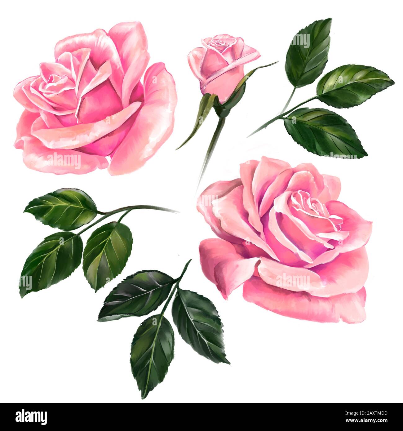 Blumenrose pink mit grünen Blättern Kunstillustration mit Aquarellen auf weißem Hintergrund gemalt. Stockfoto