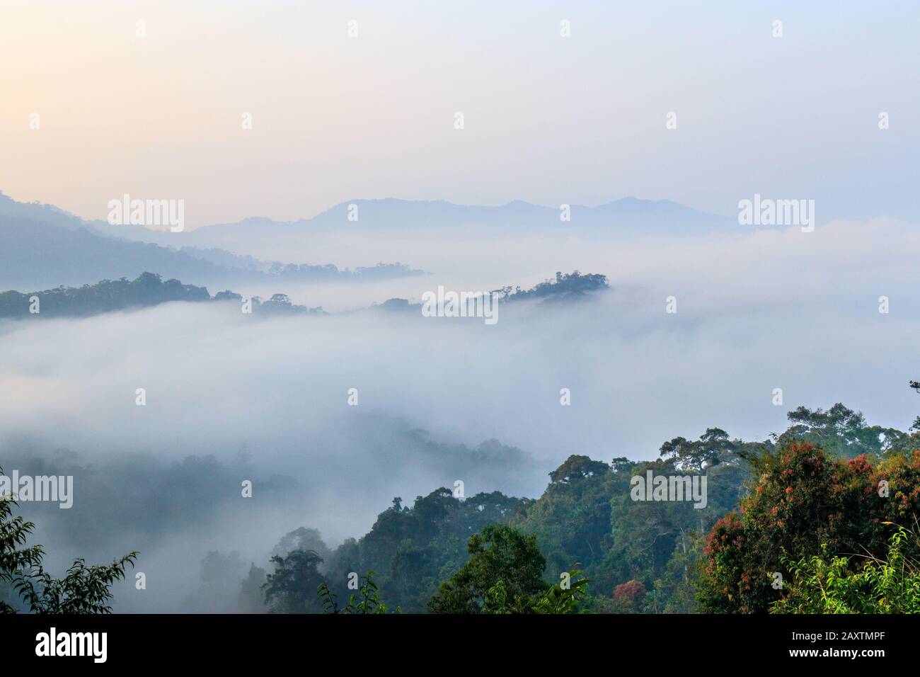 Blick auf ein hohes Gebirge im tropischen Regenwald, das während des morgendlichen Sonnenaufgangs von Nebel bedeckt ist Stockfoto