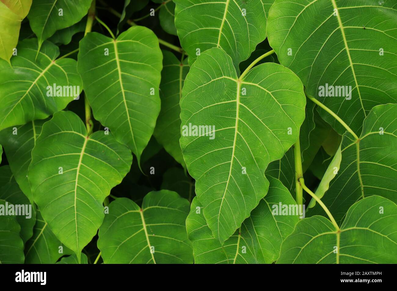 Frische grüne Blätter des Bodhi-Baumes, Naturhintergrundkonzept Stockfoto