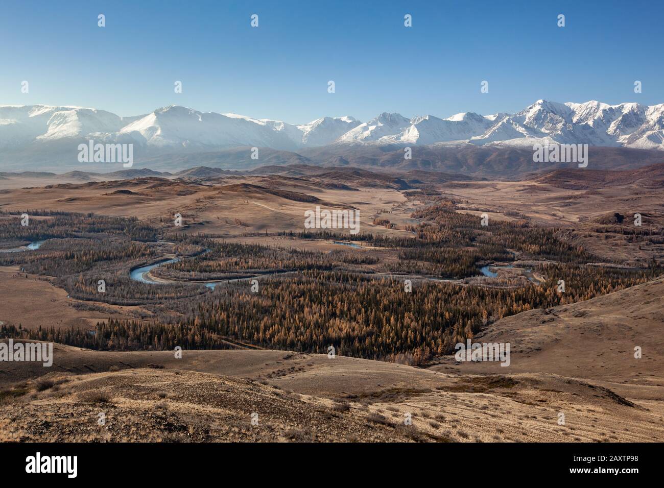 Herbstlandschaft im Altai-Gebirge Gelber Baumkurai-Steppenkuya-Fluss Stockfoto