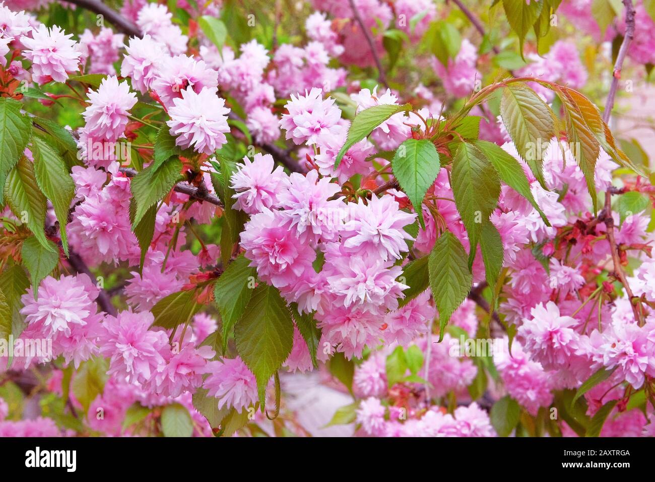 Sakura blüht im Garten, ganz in der Nähe. In Japan wächst die rosafarbene Blüte, Hanami. Landschaftsgestaltung und Dekoration im Frühjahr. Stockfoto