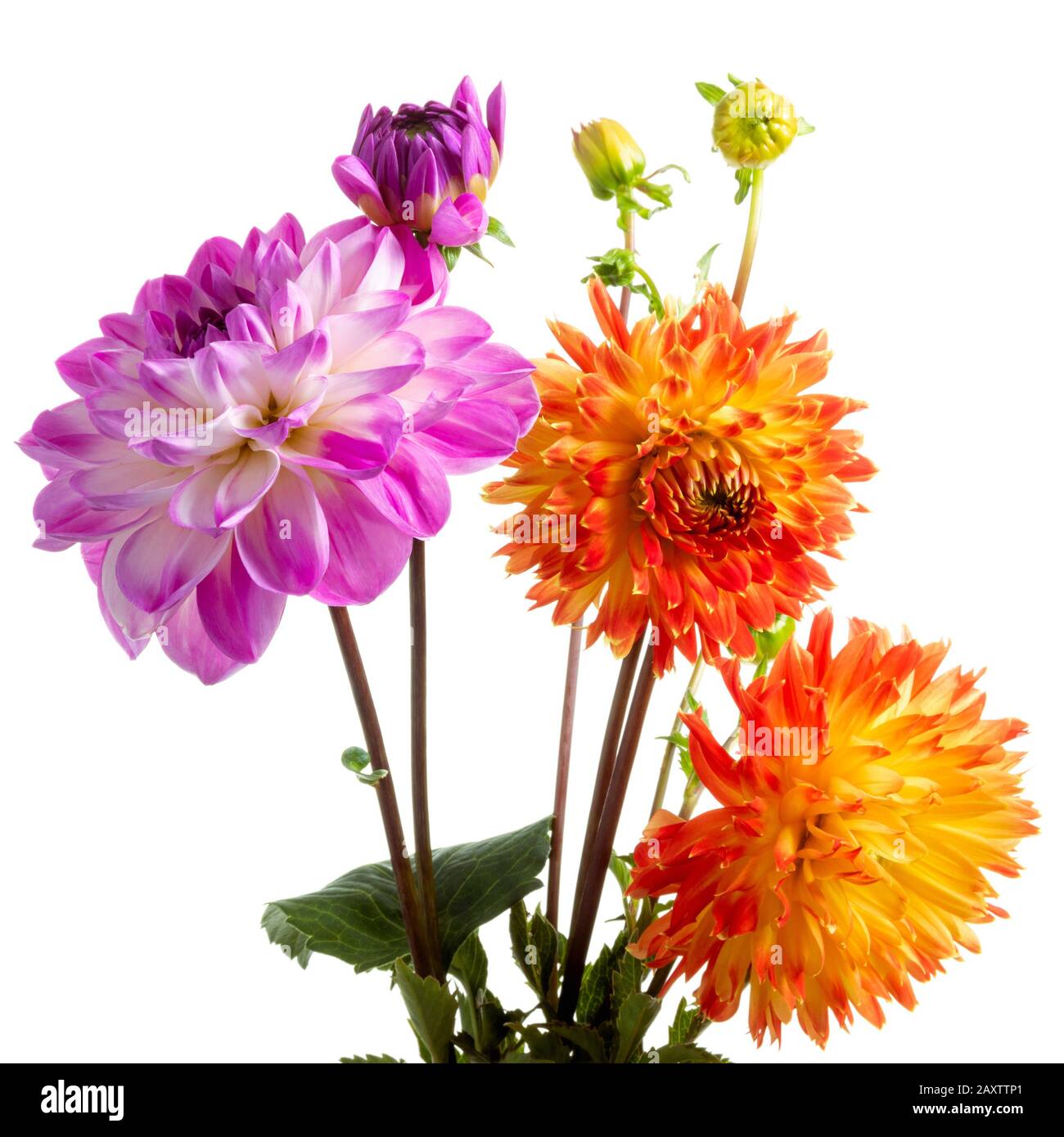 Isolierte bunte Dahlienblüten über weißem Hintergrund Stockfoto
