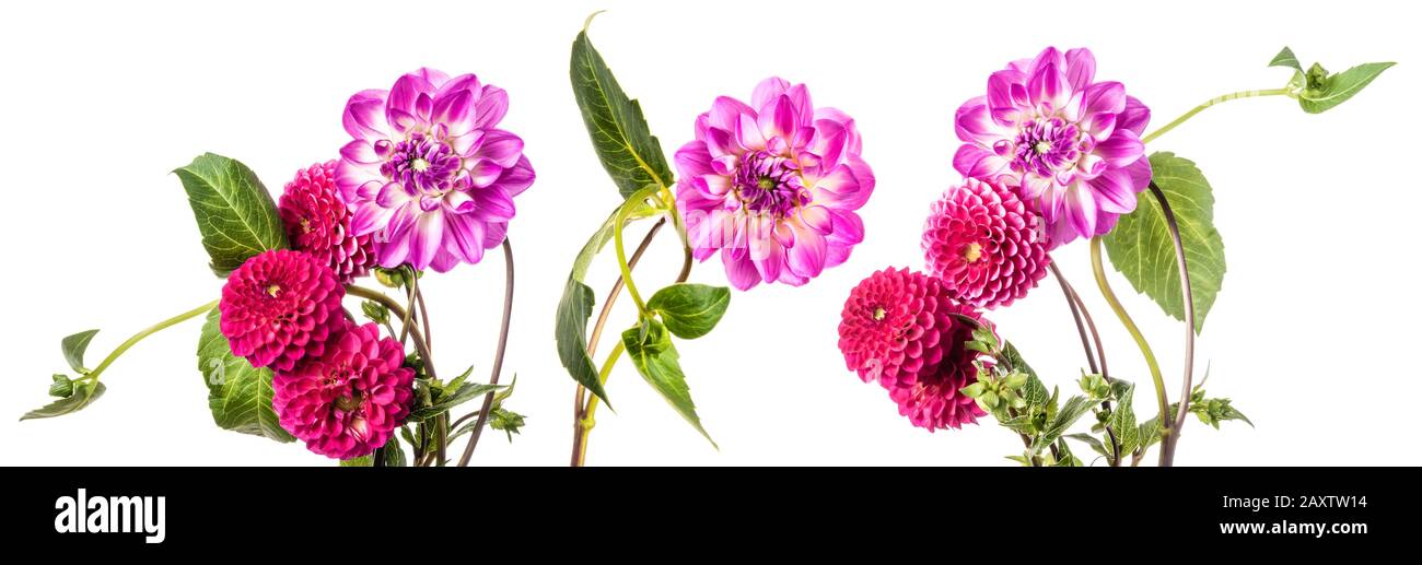 Panoramasicht auf Dahlien isoliert über weißem Hintergrund Stockfoto