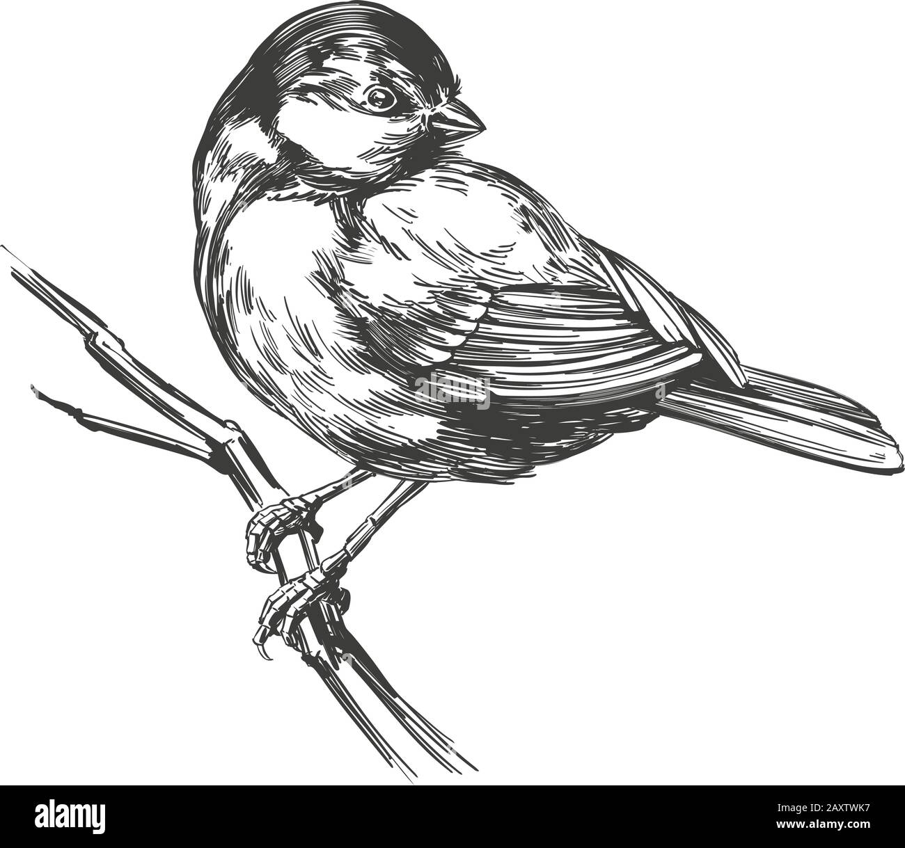 Vogeltitmouse auf einem Zweig, handgezeichnete Vektorgrafiken realistische Skizze isoliert auf weißem Hintergrund. Stock Vektor