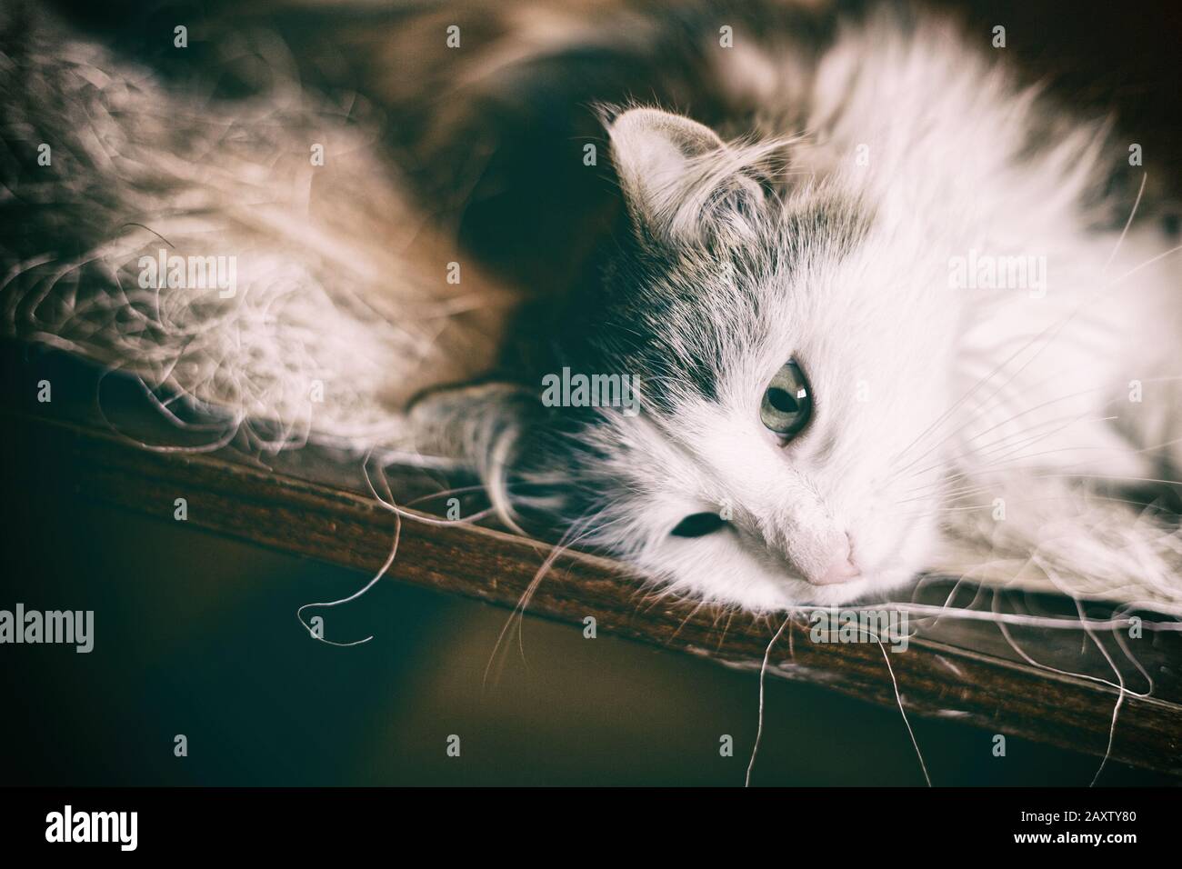 Dome-Katz-Porträt. Norwegische Waldkatze. Schwarz-weißes Katzentier. Selektiver Fokus Nahaufnahme. Stockfoto
