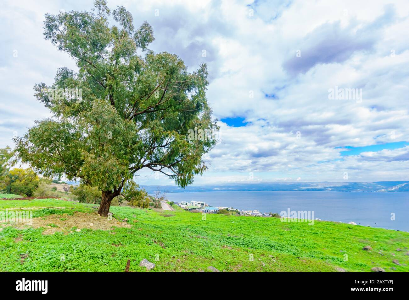 Blick aus dem Westen des Sees von Galiläa (Kinneret Lake), mit einem Eukalyptusbaum. Nordisraelisch Stockfoto
