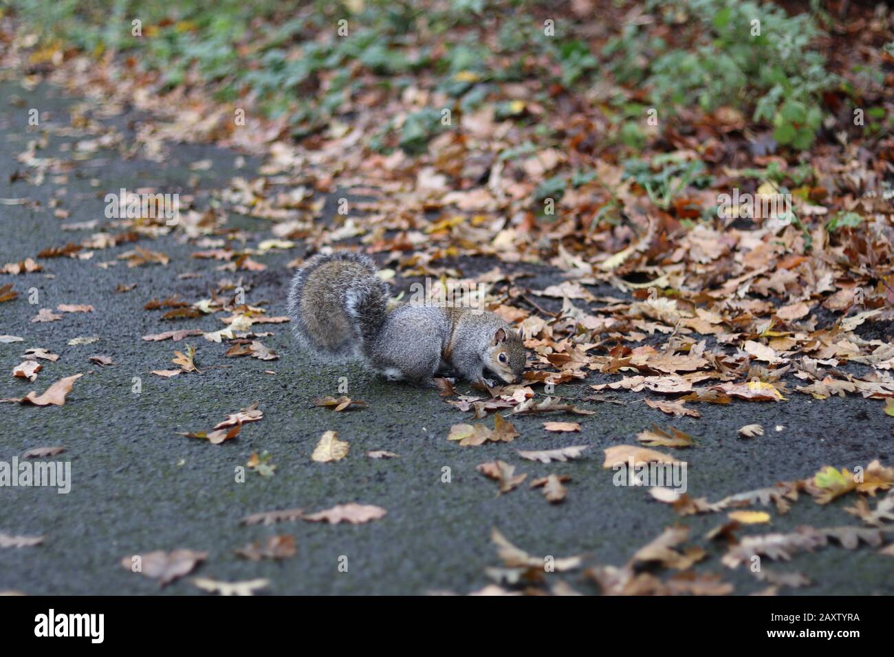 Graues Eichhörnchen, das auf einem Pfad steht, süßes graues Gleithörnchen, umgeben von Herbstlaub, vorne aufwerfendes Gleithörnchen Stockfoto