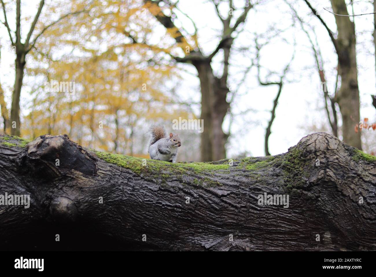 Kleines graues Gleithörnchen auf einem Baum, graues Gleithörnchen auf einem Holzstück, süßes graues Gleithörnchen mit buschigem Schwanz Stockfoto