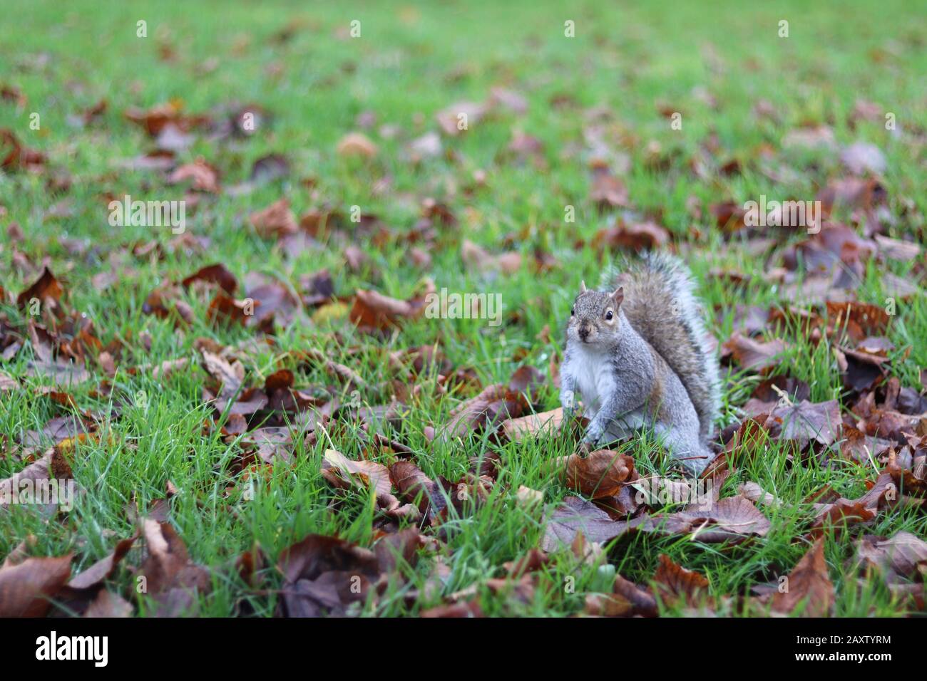 Graues, im Gras stehendes Eichhörnchen, nach vorne niedliches Gleithörnchen, herbstliche Blätter rund um das Eichhörnchen Stockfoto